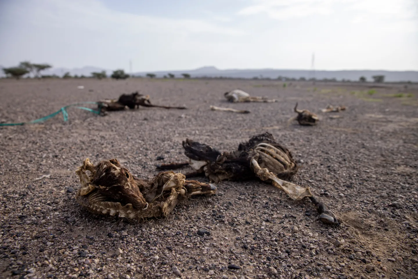 carcasses on road